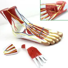 1:1 tamanho do pé esqueleto modelo com ligamentos e músculos anatômica pé humano modelo anatomia crânio modelo misturador esqueleto anatômica
