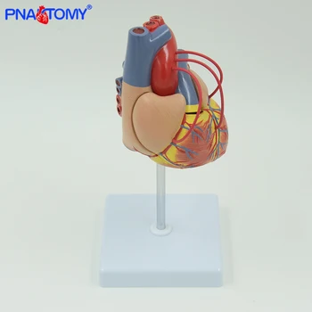 

INTRODUCTORY CORONARY BYPASS Anatomical model heart anatomy life size colored medical gift teaching tool PNATOMY blood cell