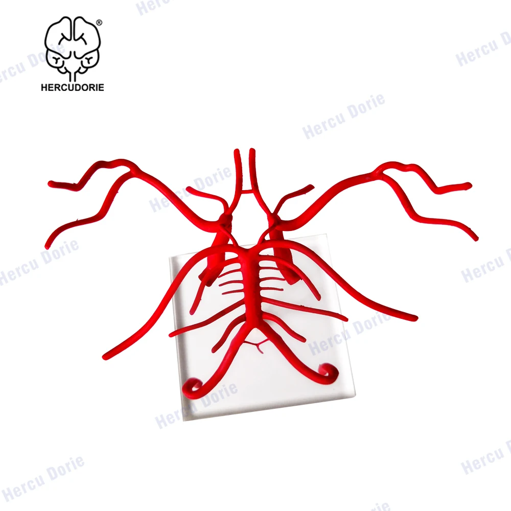 Brain Model Kit EVOTECH Brain Artery Model - Life Size Intracranial ...