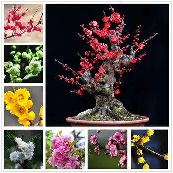 

Pink Plant Bath Salts Small Plum blossom Essence 100Pcs XZZ-15