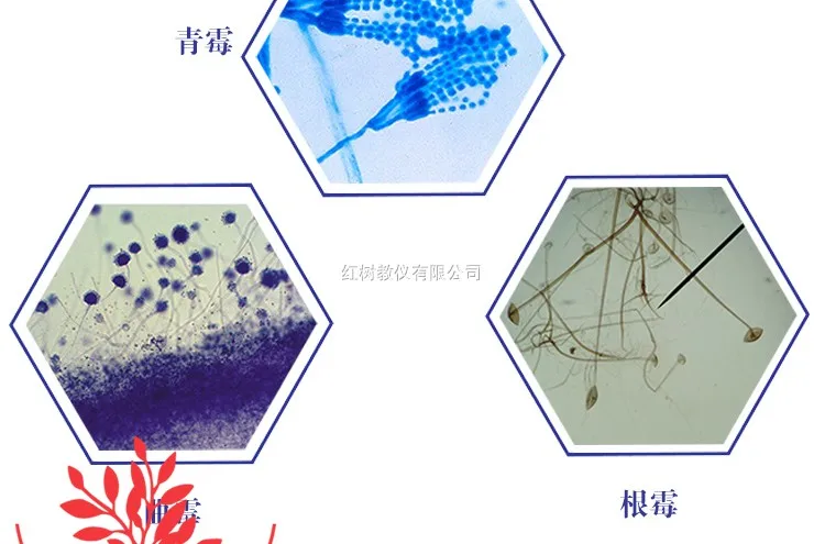 

10 шт., трафареты для бактерий, суспензия, спергилуз, дрожжи Rhizopus Nigricans, секция для микроскопа Lactobacillus Mucor