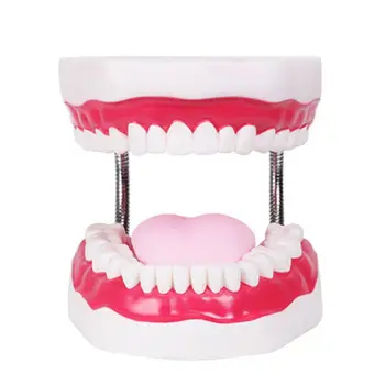 

Dental Brushing Model and Giant Tooth Teaching Study Brushing Tooth Model Tools K92D