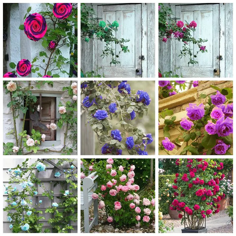 

201 pcs Mini climbing rose Wedding Home Decoration