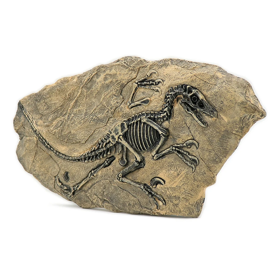 

1Pc 34X18cm Resin Dinosaur Fossil Specimen Jurassic Raptor Fossil For Home Decor