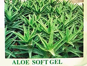 

Natural Aloe 100pcs Beauty Anti-inflammatory, anti-gastric ulcer, blood sugar lowering, anti-tumor