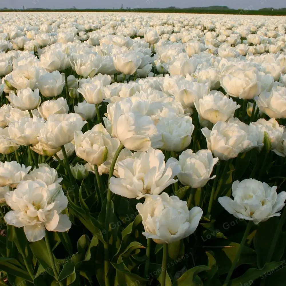 2 лампы настоящие луковицы тюльпанов, цветок тюльпана, Tulipanes Цветочные растения для садовых растений луковицы цветов, символизирующие любовь