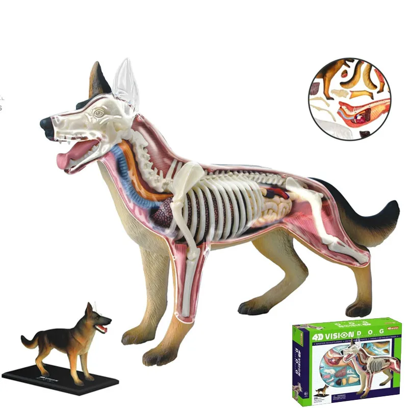 

Animal Biology organ anatomical model medical teaching model Dog 4d master puzzle Assembling toy
