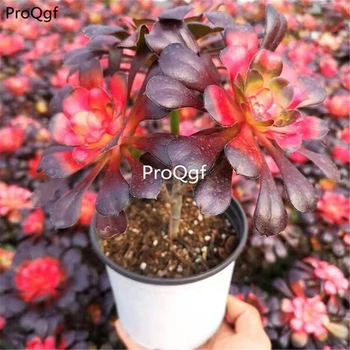 

Ngryise 2Pcs A Set Aeonium arboreum Zwartkop