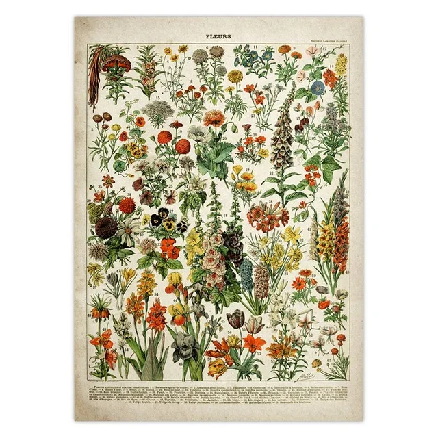 Vintage-Vegetable-Fruit-Mushroom-Poster-Print-Antique-Wall-Art-Print-Botanical-Picture-Science-Poster-Kraft-paper.jpg_.webp_640x640 (7)