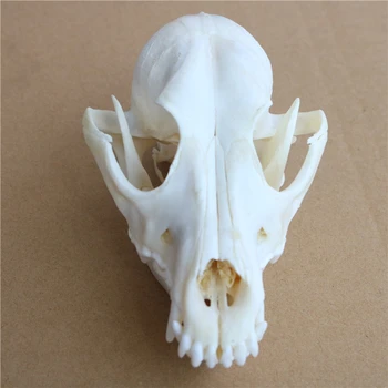 

High Quality Natural Animal Skull Model Dog Wolf Teaching Skeleton Model Decoration Halloween Home Decoration Craft