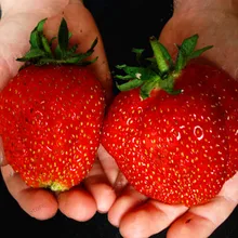 Лидер продаж! 500 шт./пакет завод клубники гигантская клубника органические фрукты flores овощи без ГМО бонсай горшок для дома и сада pla