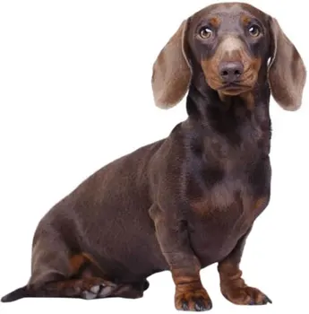 

Dinghy Tuzik overalls male Dachshund rabbit warm