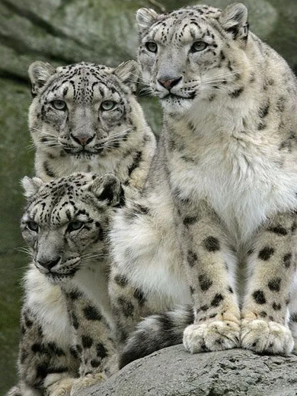 472ec7fccde0b2049b4a411b5e575ff2--snow-leopard-families