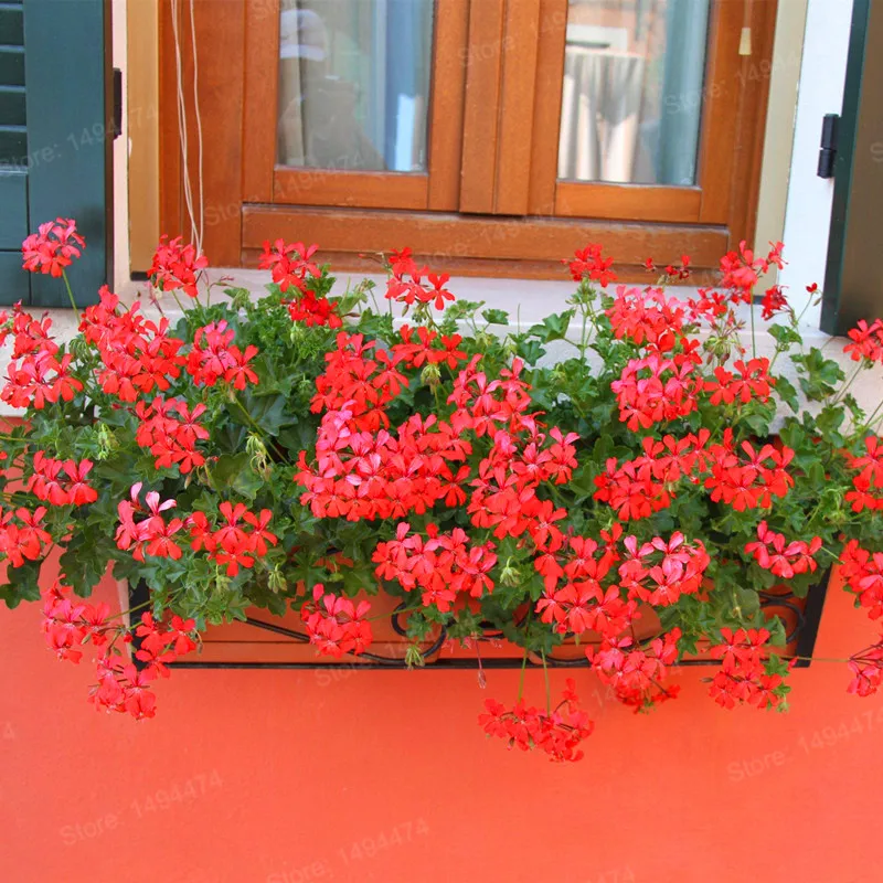 200 шт./пакет герани flores и изображениями красочного цветка растения Многолетние Цветочные Плант пеларгония плющелистная карликовые деревья Бонсай завод солнечной энергии для домашнего ga