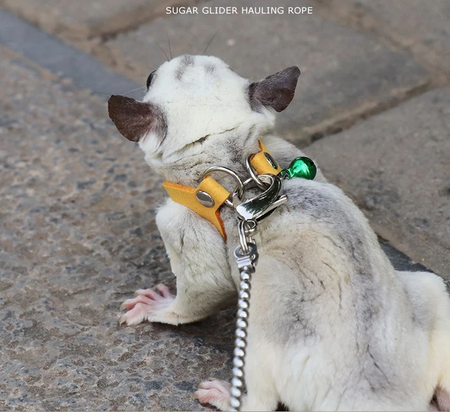 Sugar Glider Leash And Harness