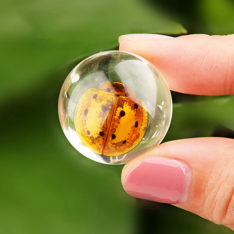 

Cute Student Education Real Insect Specimens Clear Resin Amber School Education Children School Teaching Home Decor Collectibles