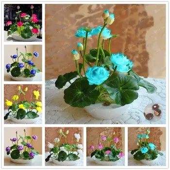 

200Pcs Plant Mask Hosta Lotus flowers Essence Cactus Masks WL1-Q2