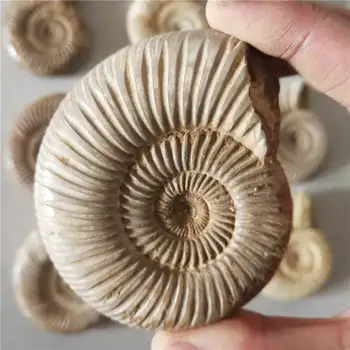 

NATURAL BIG DOUVILLEICERAS AMMONITE FOSSIL CONCH \Free Shipping 150-200g