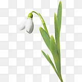 纯正香水百合花山谷香藍色幻夢 香水png图片素材免费下载 图片编号 Png素材网