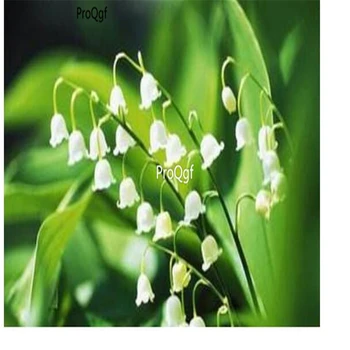 

Ngryise 10pcs a set Convallaria majalis lily of the valley
