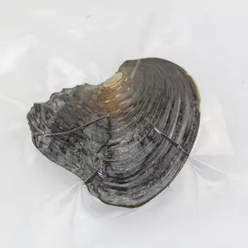 

Vacuum package freshwater pearl small mussel river clam pearl one clam one bead