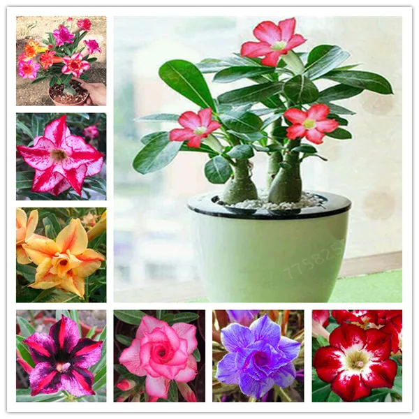 

1 Particles/lot 100% True Desert Rose Bonsai Ornamental Plants Balcony Bonsai Potted Flowers Drawf Adenium Obesum Bonsai
