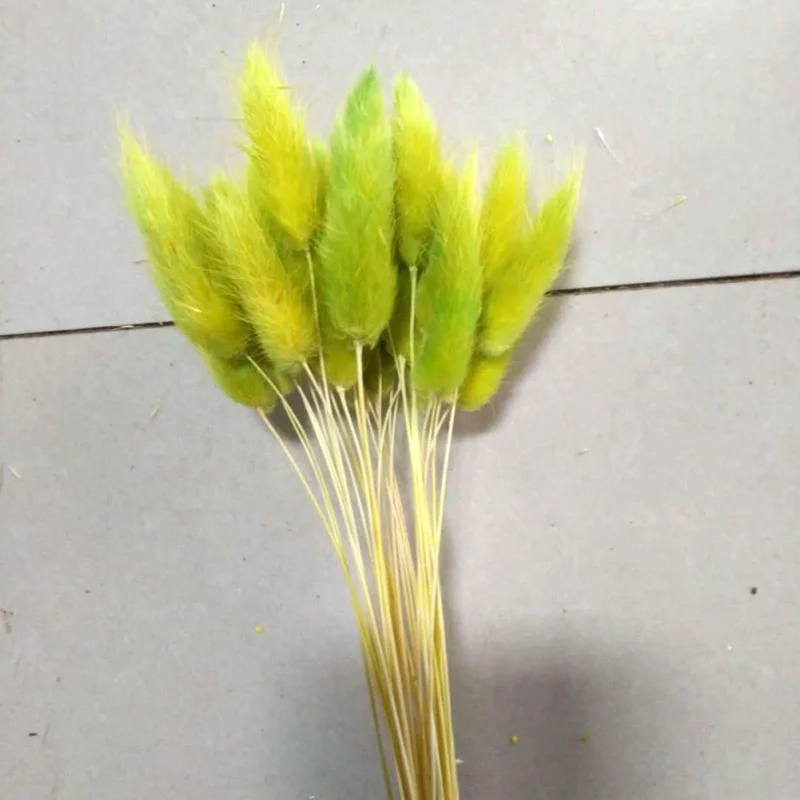 Green 30 шт./лот, Натуральные сушеные цветы, цветные, lagunus Ovatus, настоящий букет цветов для дома, свадебные украшения, кроличий хвост, трава, букет - Цвет: Green