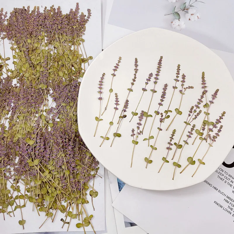 

100pcs Pressed Dried Flower Rotala indices Herbarium For Epoxy Resin Jewelry Making Makeup Face Bookmark Nail Art Craft DIY