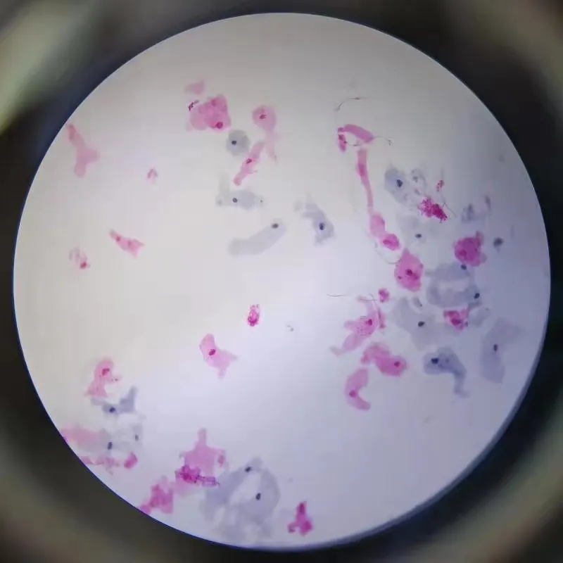 Стекломикроскоп Amoeba