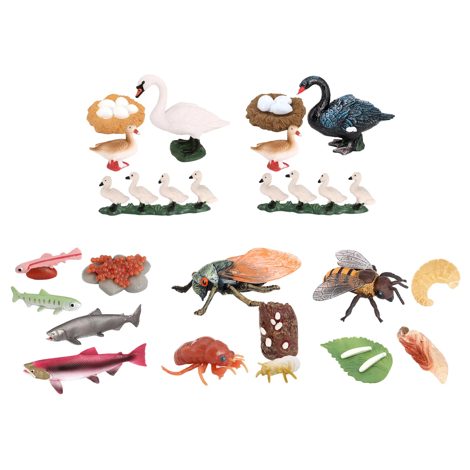 

1 Set Animal Life Cycle Stages Classroom Teaching Accessories Educational Toy for Kids Student Friends Teacher
