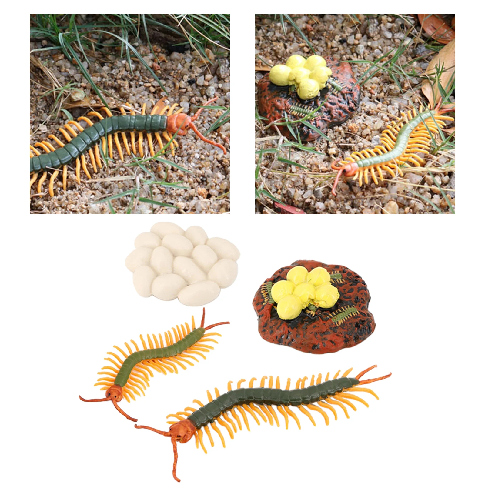 Life Cycle of a CentipedeNature Insects Life Cycles Growth Model Game PropSimulation Insect Animal Natural Education Toy