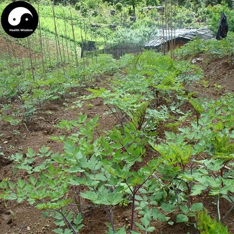 

Buy Real Angelica Sinensis Semilla Plant Dong Quai For Herbal Dang Gui