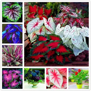 

Plant Flower Bath Salts Lovely Hosta Essence 200Pcs XZZ-291