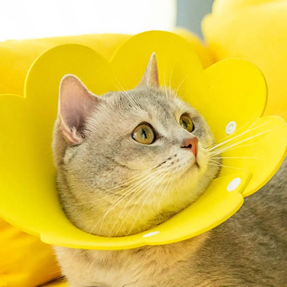 Cute Pet Protective Collars for Dogs Cats Wound Healing Protection Dog Cat Collars Anti-Bite Neck Cone Recovery Circle Cute Pet Protective Collars for Dogs Cats Wound Healing Protection Dog Cat Collars Anti-Bite Neck Cone Recovery Circle