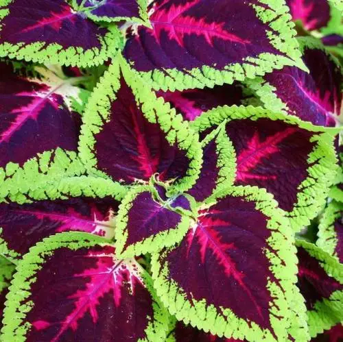 50 шт. свежий настоящий Plectranthus scutellarioides лист OoSementes 1-25