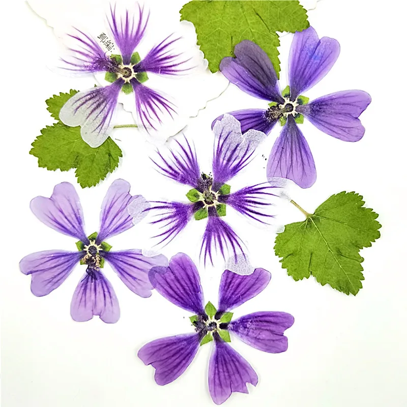 

Цветочная композиция Hollyhock-Pressed для украшения эпоксидного материала, бесплатная доставка, 120 шт.