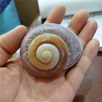 지중해 자연 조개 조가비 빵 달팽이 물고기 탱크 바닥 홈 …