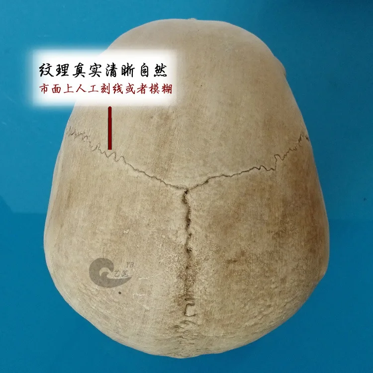

Resin Fine Art Head Still Life Painted Head gu yi for Human Muscle Bone Head Skull Model Skeleton