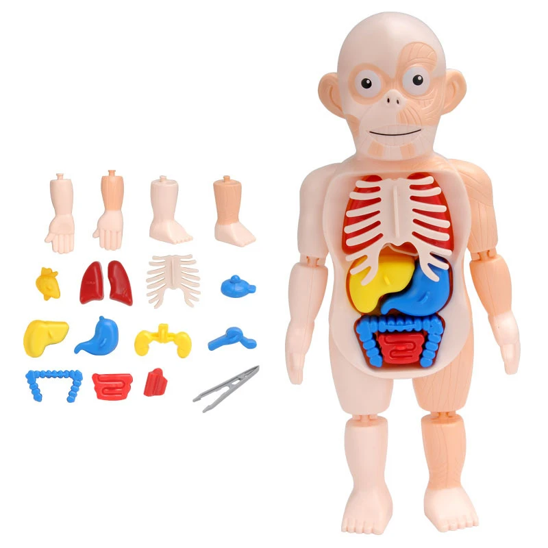 3D Human Body Model Montessori Puzzle Mannequin Children's Learning Organs Toys Educational Body Learning Tools STEM Toys 6