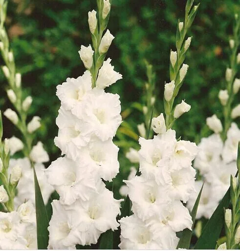 200 шт Gladiolus бонсай, Gladiolus цветник, 95% Проращивание, сделай сам Аэробные горшечные растения, редкий меч Лилия Флорес - Цвет: 4