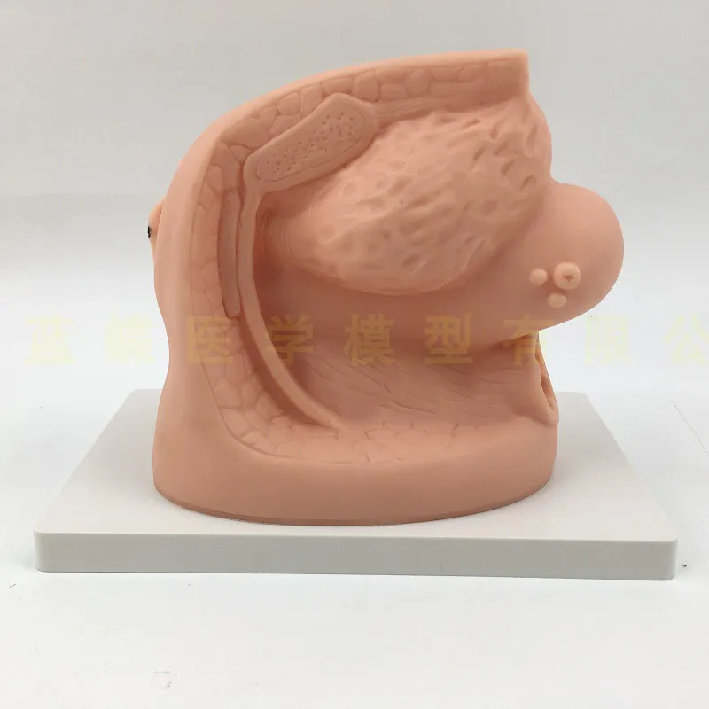 Female internal and external genital anatomy model and catheter Human catheterization cannula model teaching aid