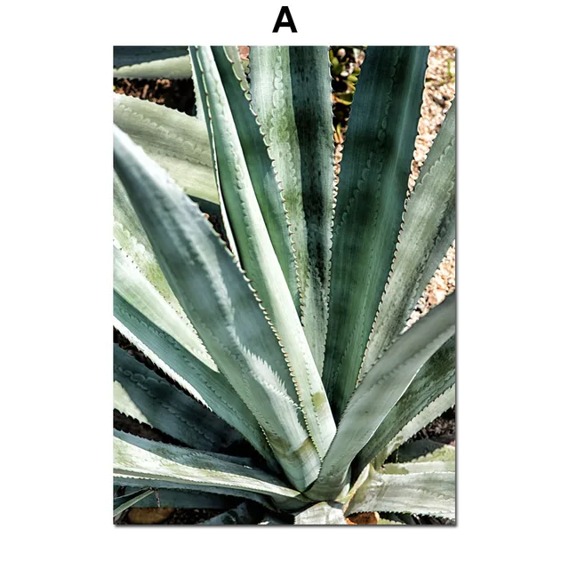 Aloe Succulents Monstera Green Plant Art Nordic Posters And Prints Wall Art Canvas Painting Wall Pictures For Living Room Decor A