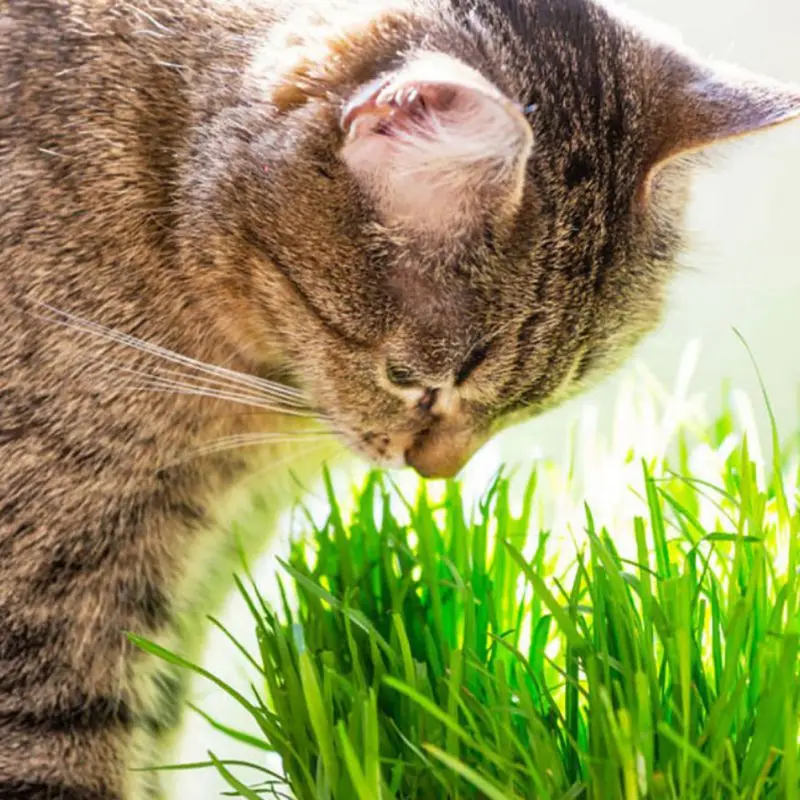300 шт./упак. кошка травяных семян Высокое качество и лимонного дерева долгий срок жизни натуральные семена травы для кошек кошка с маленькими пушистыми помпончиками для Управление игрушка