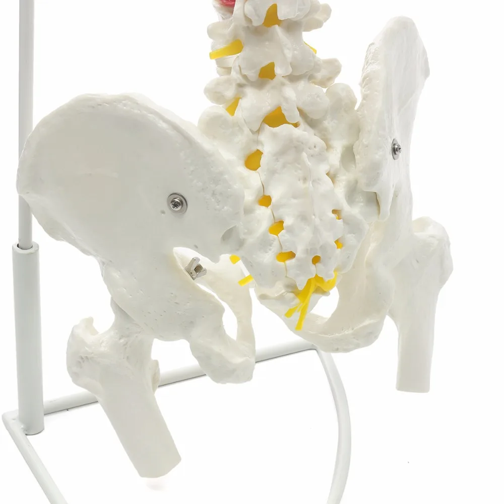 Professional-Human-Spine-Model-Flexible-Medical-Anatomical-Chiropractic-W-Stand (2)