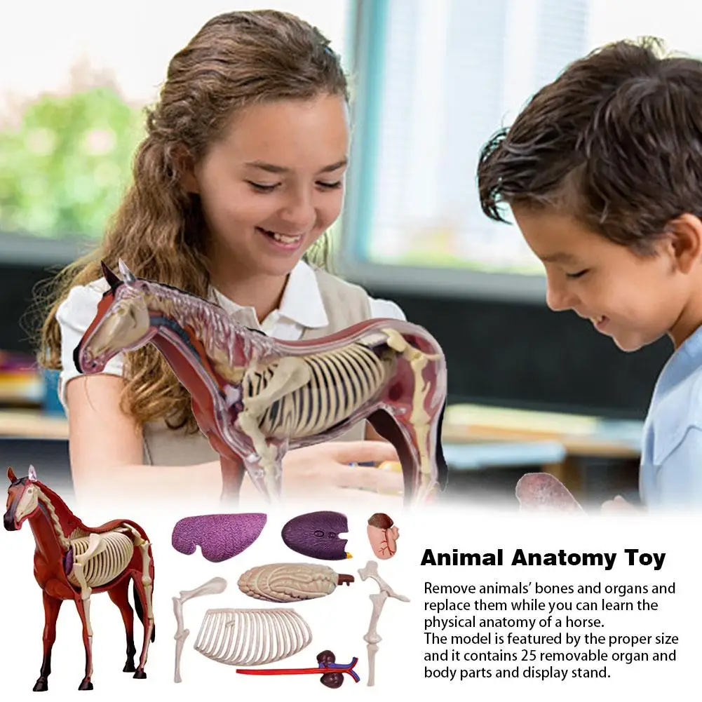  4D Horse Intelligence Assembling Toy Animal Organ Anatomy Model Medical Teaching DIY Popular Scienc - 4000469912607