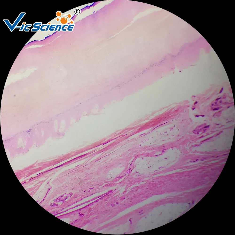 

50PCS Human Histology Prepared Microscope Slides Set