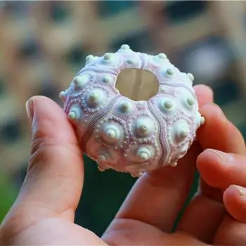 

Natural conch shells and sea urchin shell decorative home deco