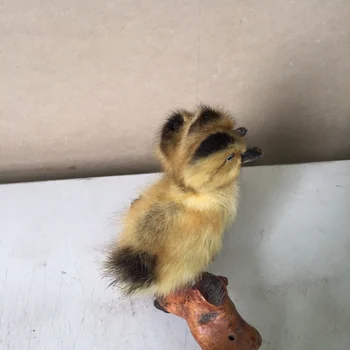 

Taxidermy duck 3 headed yellow duckling oddity homedeco gift,#a7