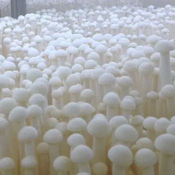 

Hot selling high-quality Flammulina velutipes extract powder for anti-tumor, memory improvement and anti-aging support