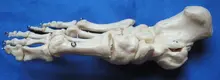 

1:1 Life-Size Foot Joint Model Skeleton Model Human Foot Model Anatomical Skeletal Models Human Specimens Medical Teaching
